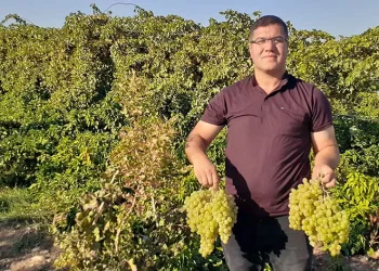 Modern tarım ile tonlarca üzüm elde etti