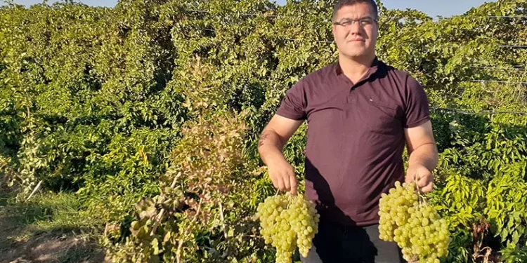 Modern tarım ile tonlarca üzüm elde etti