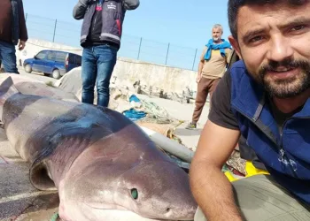 Jaws’la özçekim…