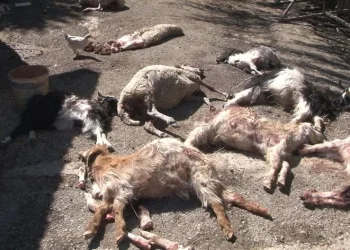 Başıboş köpekler küçükbaş hayvanları telef etti