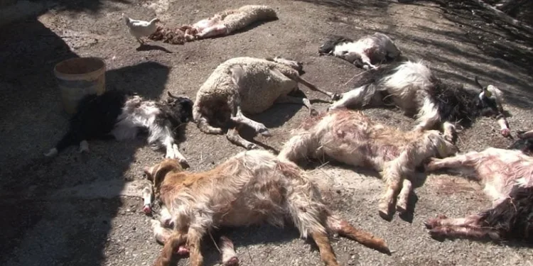Başıboş köpekler küçükbaş hayvanları telef etti