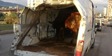 Enkazdan çıkardığı aracıyla boğasını taşıdı