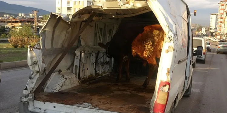 Enkazdan çıkardığı aracıyla boğasını taşıdı