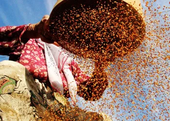 ‘Altın susam’ hasadı başladı