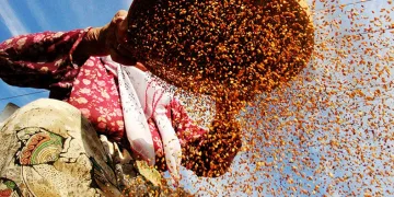 ‘Altın susam’ hasadı başladı
