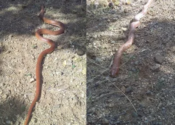 2,5 metre uzunluğundaki yılan korkuttu