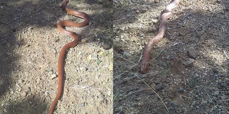 2,5 metre uzunluğundaki yılan korkuttu