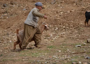 Şırnak’ta çobanlar tatile girdi