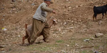 Şırnak’ta çobanlar tatile girdi