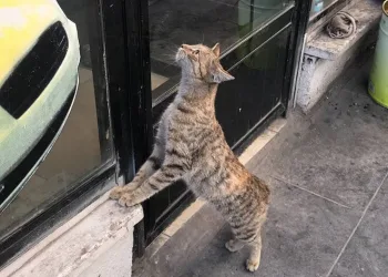 Taksi durağının maskotu ‘Pilli’