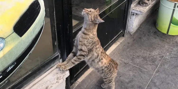 Taksi durağının maskotu ‘Pilli’
