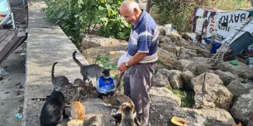 100 kedinin ‘dedesi’ oldu, maaşını onlar için harcıyor