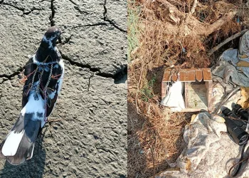Yırtıcı kuşları avlayan şahıs DKMP ekiplerine yakalandı