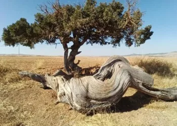 Kökü gövdesi kadar