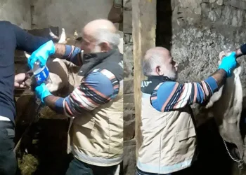 Yonca yiyerek şişen hayvan müdahale edildi