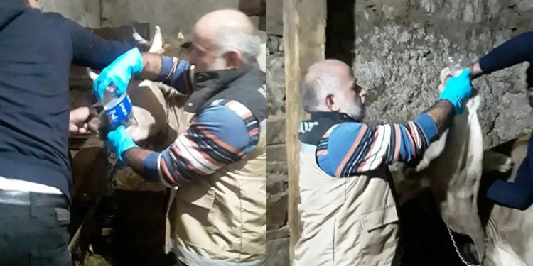 Yonca yiyerek şişen hayvan müdahale edildi