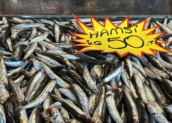 150 liraya kadar çıkan hamsi, 50 liraya düştü