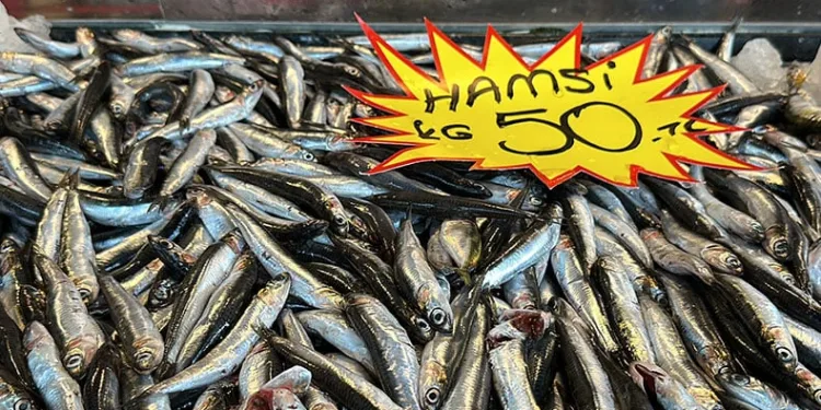 150 liraya kadar çıkan hamsi, 50 liraya düştü