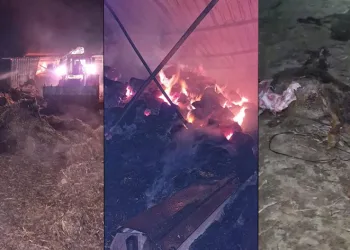 Yangında 44 hayvan telef oldu