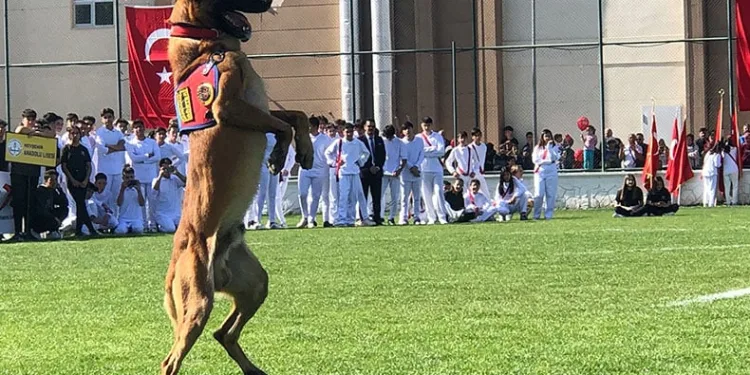 Jandarma köpeği tam not aldı