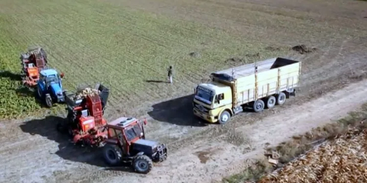 Pancar Şekeri fiyatları üreticiyi ekim yapmaktan soğuttu