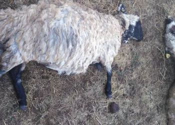 Yıldırım düştü: 25 koyun telef oldu