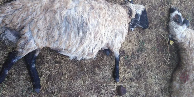 Yıldırım düştü: 25 koyun telef oldu