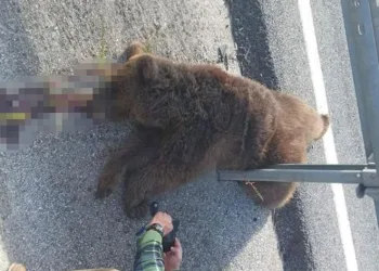 Tırın çarptığı yavru ayı telef oldu