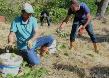 Şebin cevizinde rekolte düşüklüğü yaşanıyor