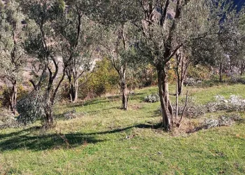 Ayılar bu kez zeytin ağaçlarına dadandı