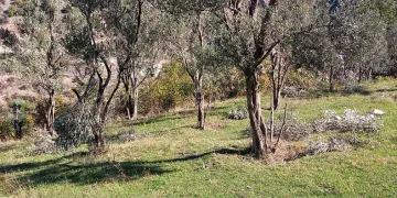 Ayılar bu kez zeytin ağaçlarına dadandı