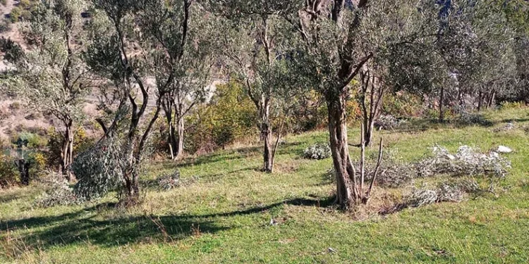 Ayılar bu kez zeytin ağaçlarına dadandı