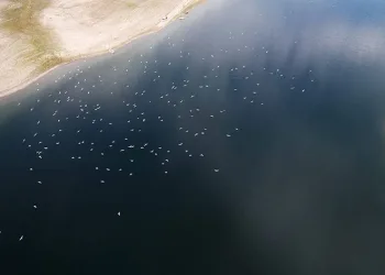 Martı sürüsü dron tarafından görüntülendi
