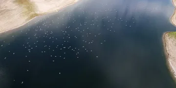 Martı sürüsü dron tarafından görüntülendi