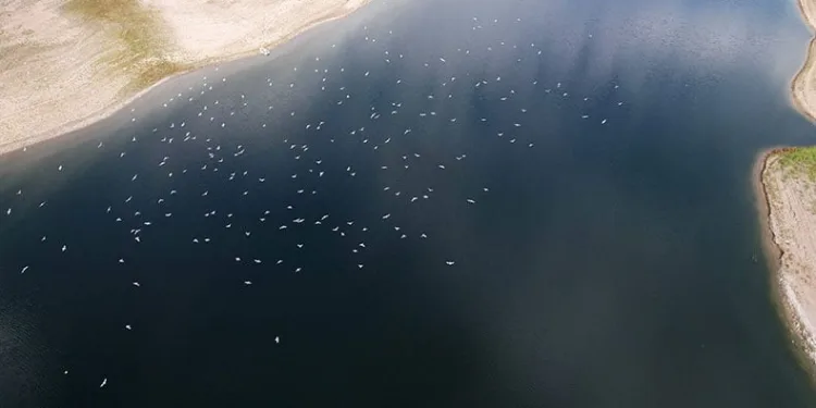 Martı sürüsü dron tarafından görüntülendi