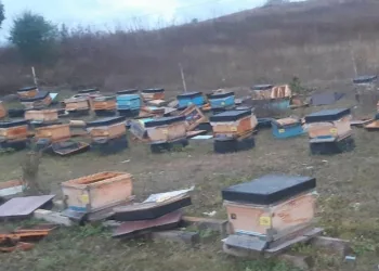 Ayı 250 bin liralık zarara neden oldu
