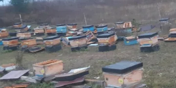 Ayı 250 bin liralık zarara neden oldu