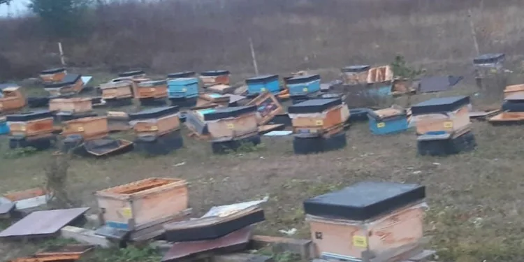 Ayı 250 bin liralık zarara neden oldu