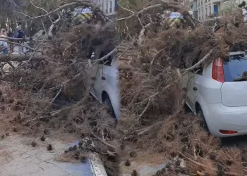 Çürük ağaç otomobilin üzerine devrildi
