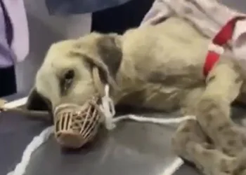 Vatandaş buldu belediye ekipleri köpeğin tedavisini üstlendi