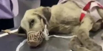 Vatandaş buldu belediye ekipleri köpeğin tedavisini üstlendi