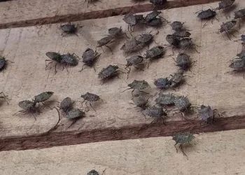 Yılda 300 kat çoğalabiliyor