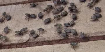 Yılda 300 kat çoğalabiliyor
