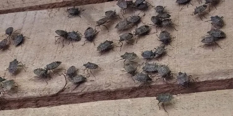 Yılda 300 kat çoğalabiliyor