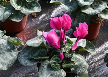Bursa’nın çiçekleri, dağ bölgesinde açıyor