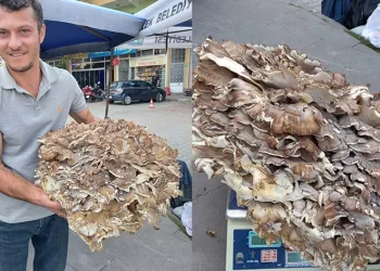 Kestaneye niyet, mantara kısmet