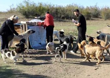 80 köpeği boş araziye bıraktılar