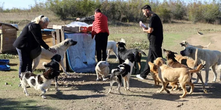 80 köpeği boş araziye bıraktılar