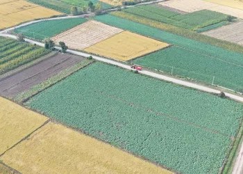 Sebzeler hasat için gün sayıyor