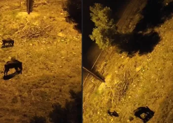 Aç kalan domuz sürüsü şehir merkezine indi